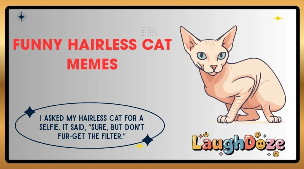 Funny Hairless Cat Memes